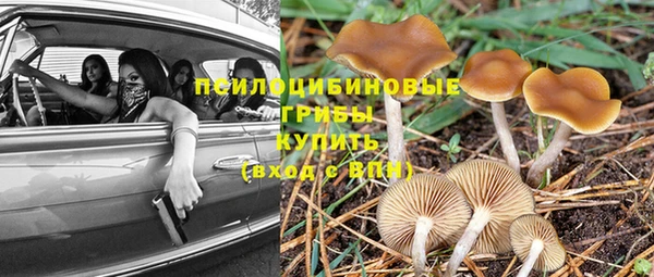 a pvp Пересвет